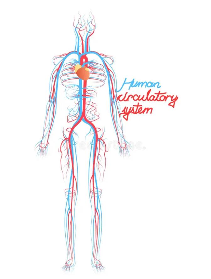 男性“硬气值”告急？九爷带你拆解底层逻辑，科学养护重回巅峰！